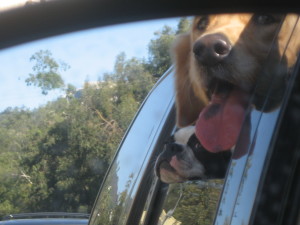 Dogsoutwindow